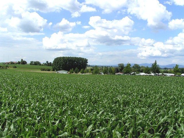 [corn_field_landscape_full%255B7%255D.jpg]