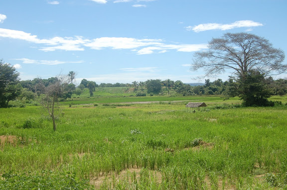 Paysage de Savane entre Diego Suarez et Majunga (côte nord-ouest de Madagascar), 6 février 2011. Photo : T. Laugier