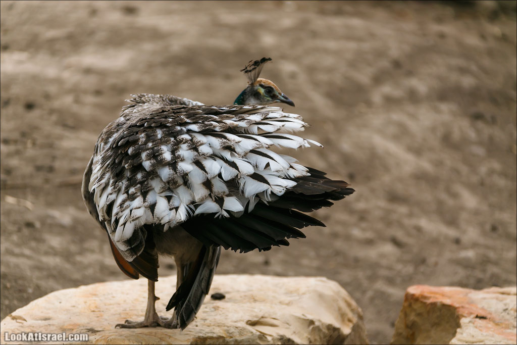 Ган Гуру - парк с кенгуру и другими австралийскими животными | Gan Guru | גן גורו | LookAtIsrael.com - Фото путешествия по Израилю