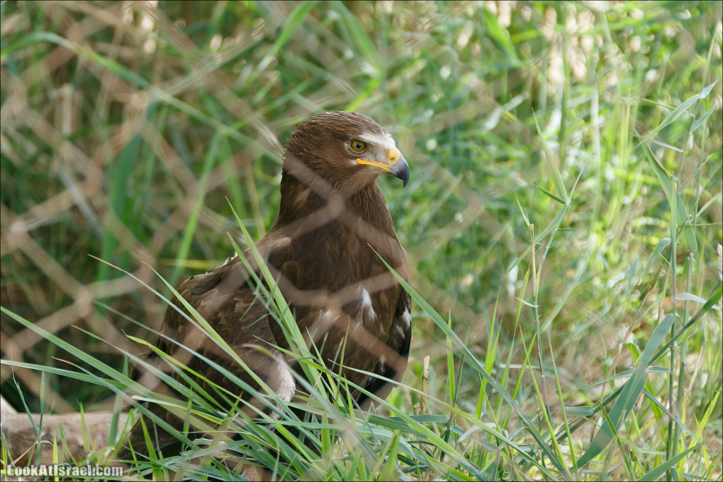 LookAtIsrael.com - Заповедник библейских животных Хай Бар | Hai Bar reserve | חי בר