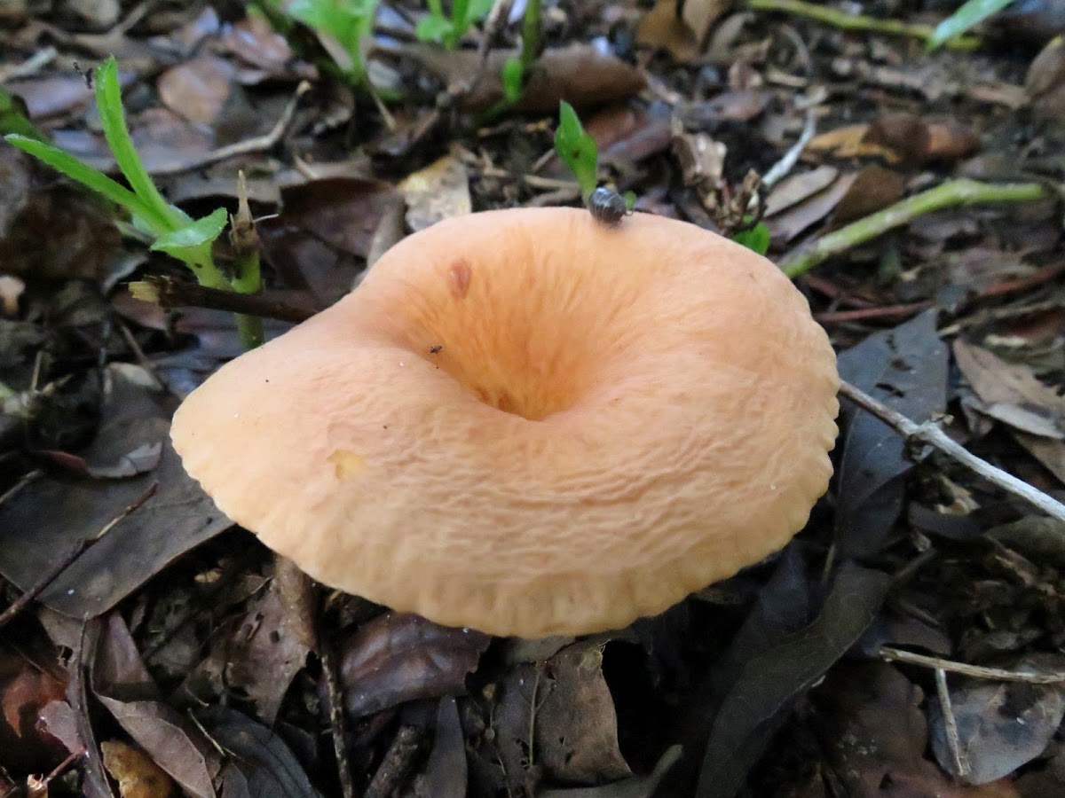 (Apricot) Milkcap Mushroom