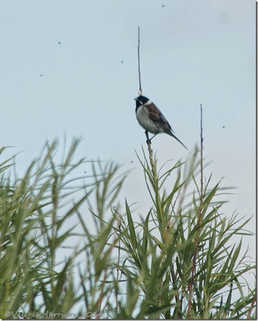 17-reed-bunting