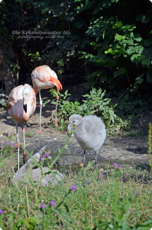 Zoo Frankfurt Flamingo 150813 (2)