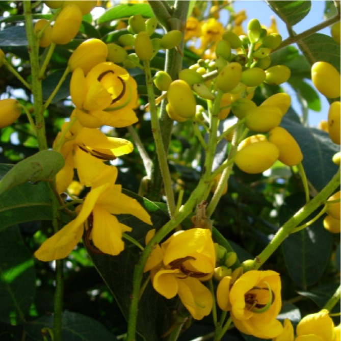 Arbusto de flores amarillas
