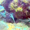 Spotted Drum Fish