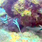 Spotted Drum Fish