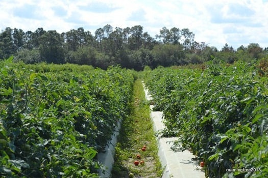 Long rows of tomato plants