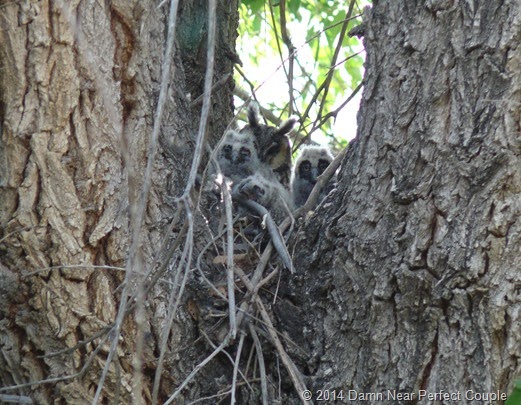 Long-eared Owl with 3 chicks