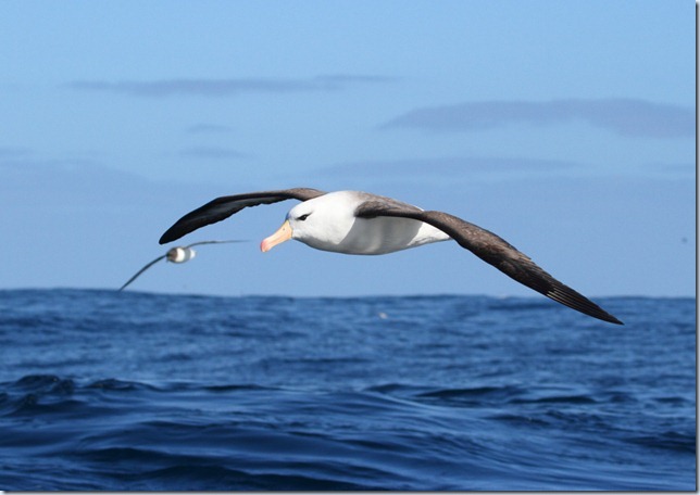 black-browed_albatross3
