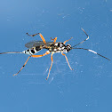 Banded Caterpillar Parasite Wasp (female)