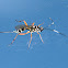 Banded Caterpillar Parasite Wasp (female)
