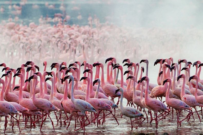 lake-nakuru-flamingos-3