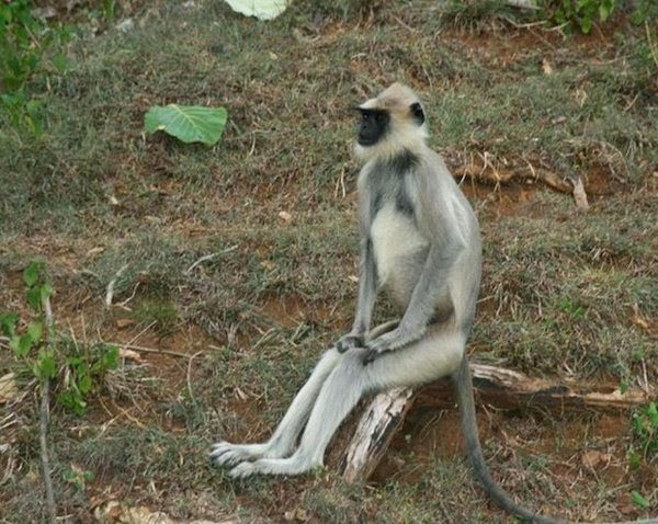 [animalessentadoscomopersonascosasdiv%255B23%255D.jpg]