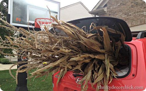 corn stalks for fall