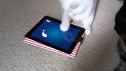 tumblr_ltn6x5aBYT1qzfskao3_250.gif