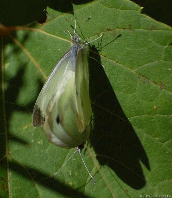 [DSC_7013%255B6%255D.jpg]