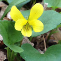 Round-leaved Violet