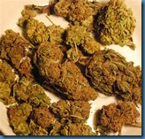 cannabis 5 xay kho