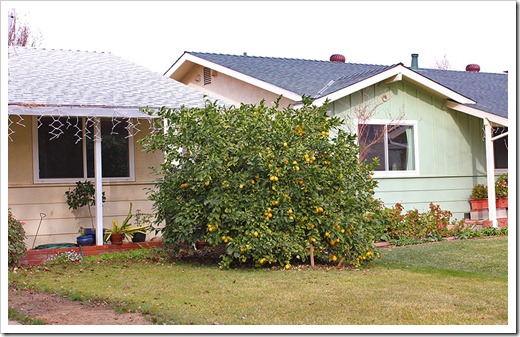 Citrus trees around town