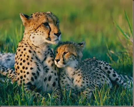 Amazing Animal Pictures Cheetah (8)