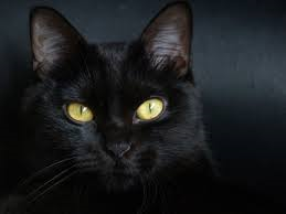 [black-cat3.png]