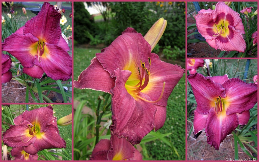 [day-lily-collage%255B2%255D.jpg]