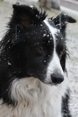 Chance in the snow