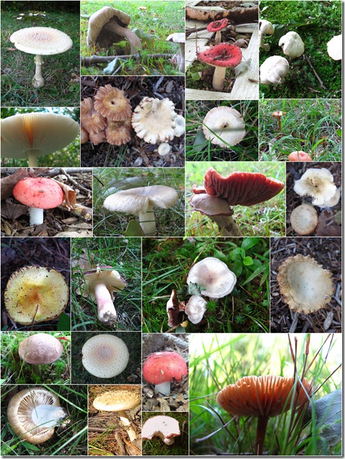 Tamdoll mushrooms
