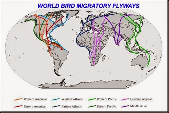 world flyways