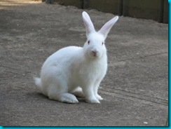 white-rabbit-1