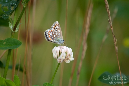 butterfly_20110730_brown3