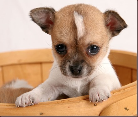 Amazing Animals Pictures Chihuahua (8)