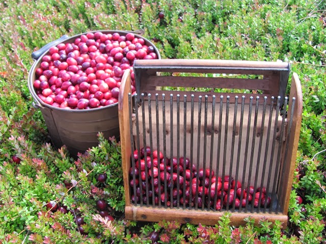 [cranberry%2520measure%2520and%2520snap%2520machine5.%25209.2013%255B3%255D.jpg]