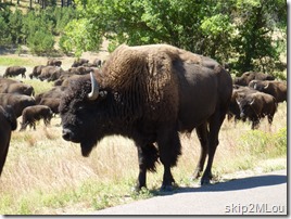 2012_09_01 42 SD Custer SP Wildlife Loop