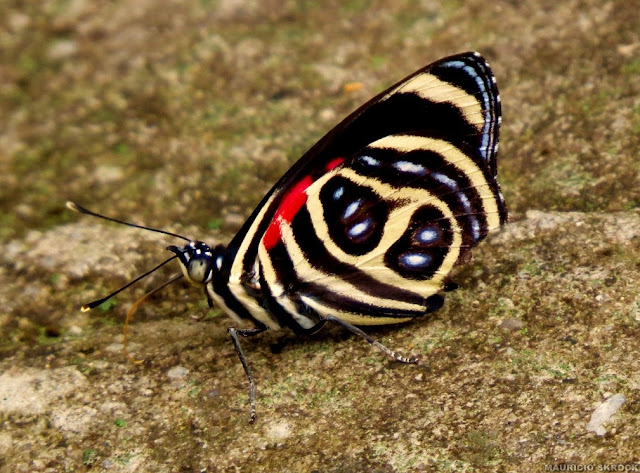 Callicore pygas pygas (GODART, [1824]). Environs de Curitiba, Paraná. 30 décembre 2012. Photo : Mauricio Skrock