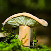 Tawny Milkcap Mushroom