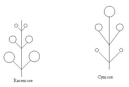 cyme flower arrangement