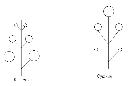 Racemose vs Cymose