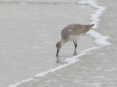 Florida Sanibel 2013 shorebird in water