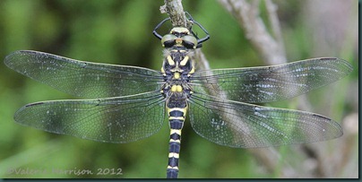 51-Golden-ringed-Dragonfly
