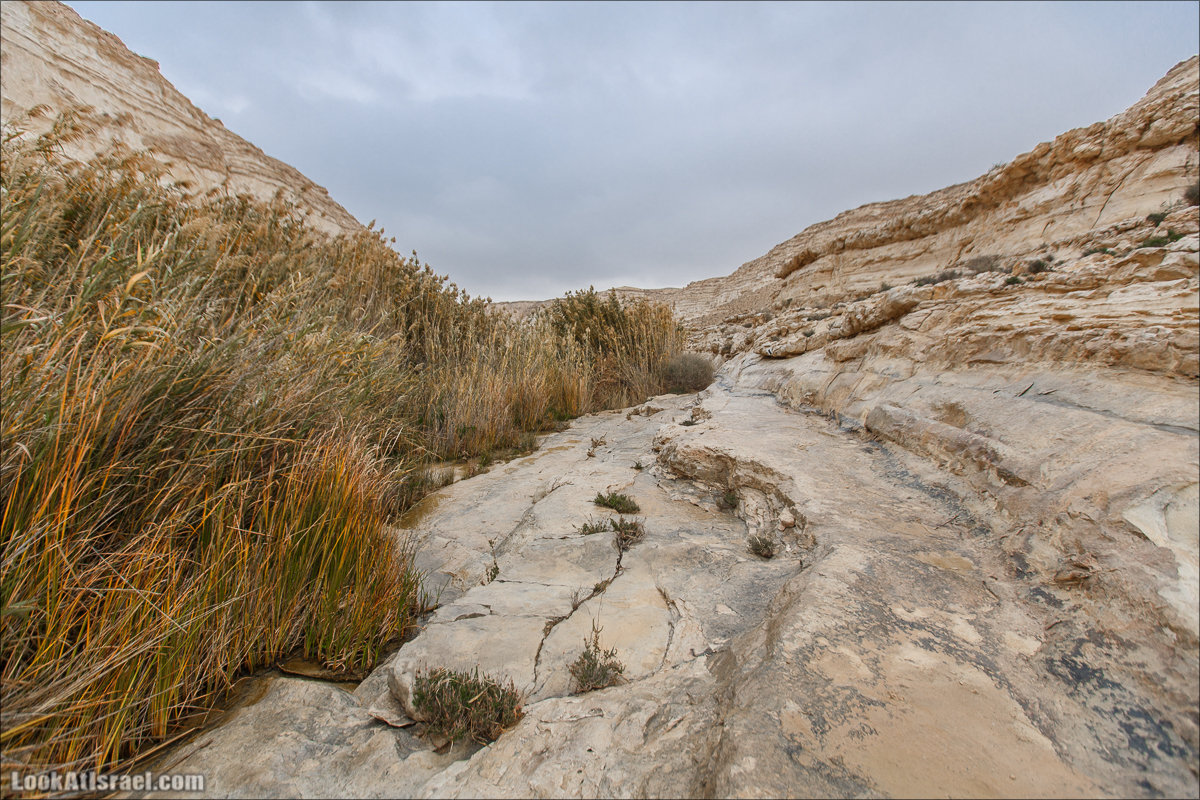 Ручей Акев и источник Эйн Акев в пустыне Негев. LookAtIsrael.com - Фото путешествия по Израилю