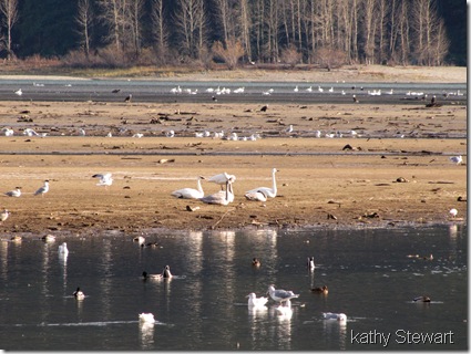 Trumpeter Swans on the shore