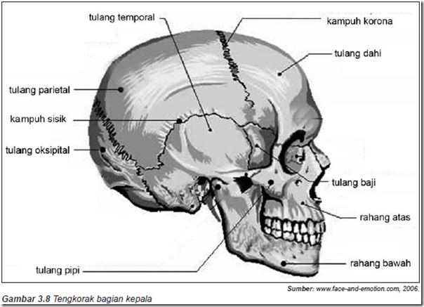  Tulang  tengkorak cranium Bentuk Susunan dan Fungsi 