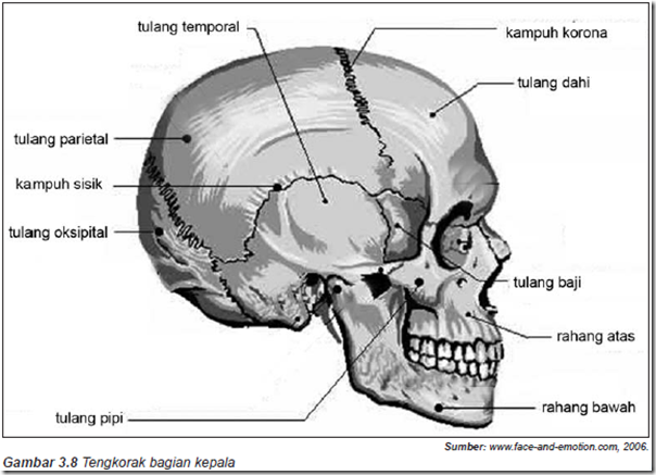 Tulang tengkorak cranium Bentuk Susunan dan Fungsi Tulang tengkorak cranium Bentuk Susunan dan Fungsi