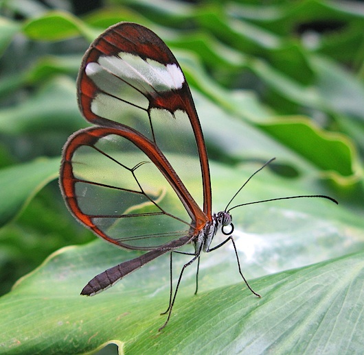 Butterfly wikimedia 0085 big