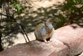 Chubby squirrel