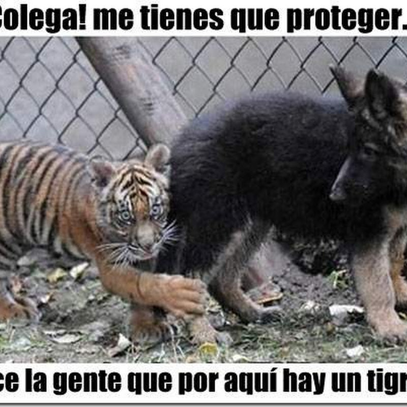 humor animales: protégeme del tigre