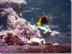 2012.09.02-029 aquarium