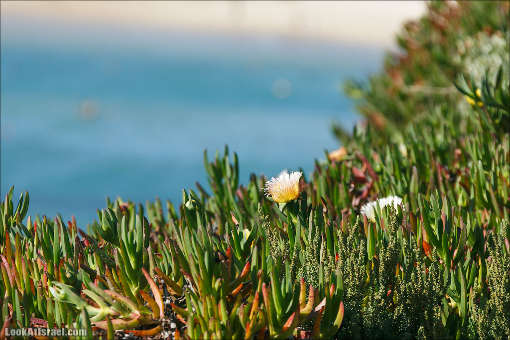 Все интересное с улиц Тель Авива. LookAtIsrael.com - Фото путешествия по Израилю