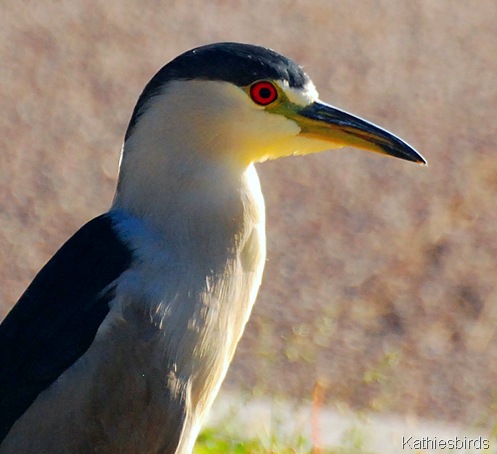 16. Black-crowned Night heron-kab